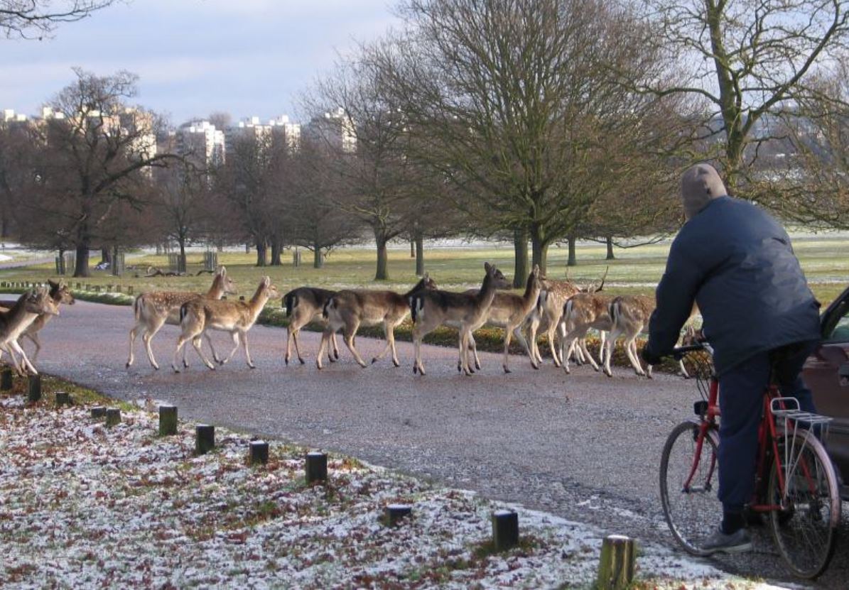 Deer at Richmond Park